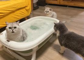 猫上了床有一股很臭的味道找不到,为什么猫的屁股碰到床单就臭