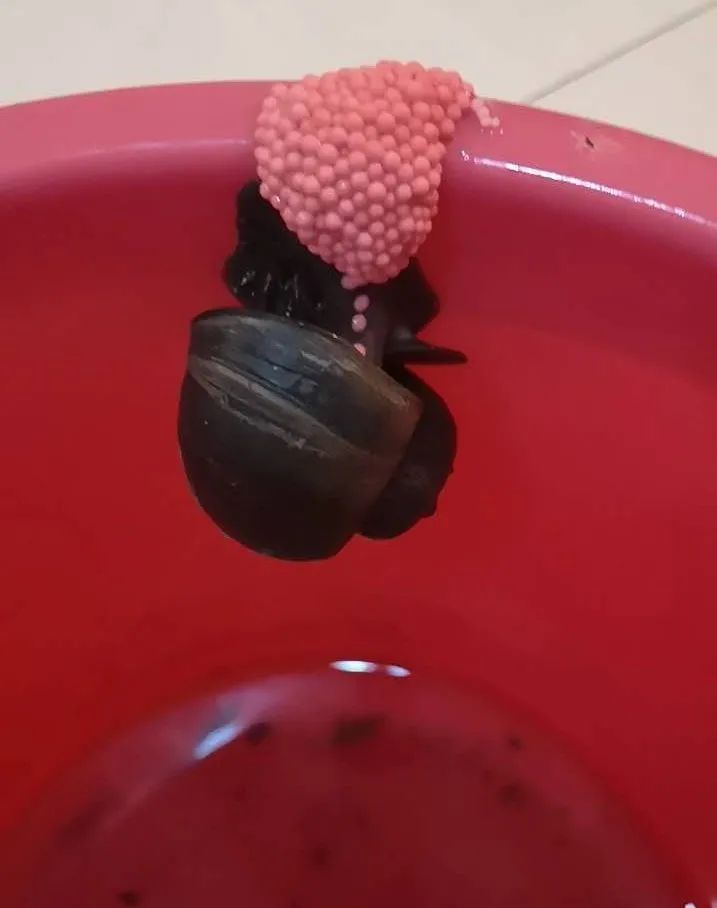 很多东西有寄生虫,这4种常见蔬果竟藏大量寄生虫