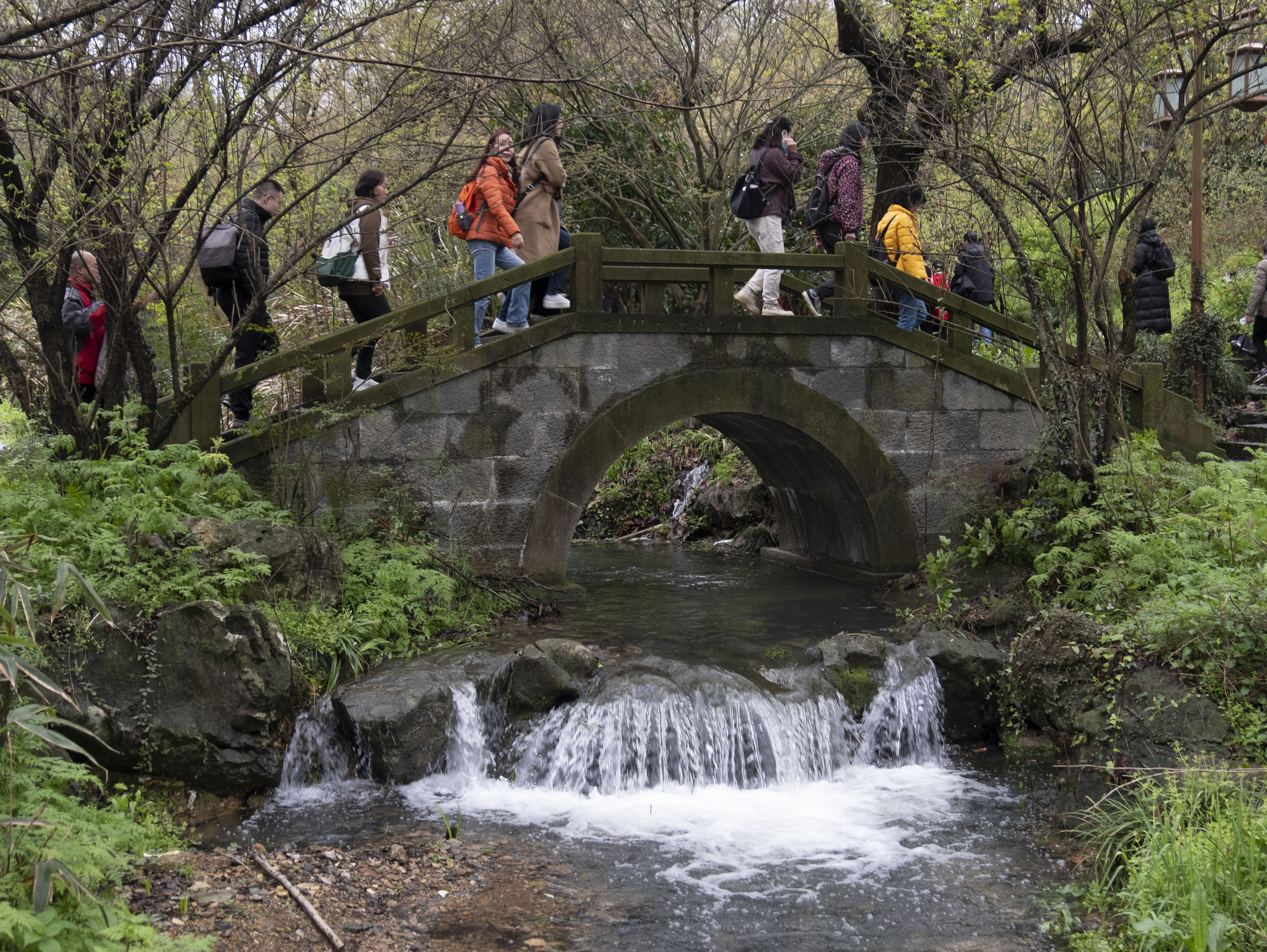 西湖龙井春茶季,龙井茶西湖明前春茶