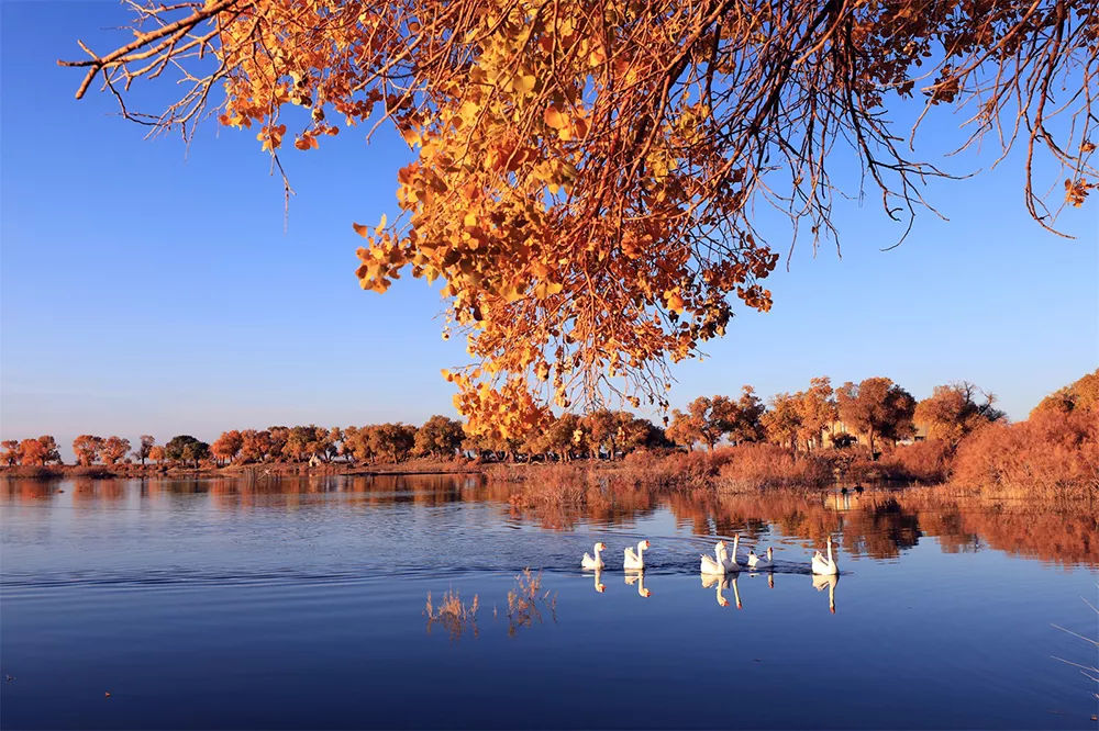到额济纳旗怎么去胡杨林,五一去额济纳旗胡杨林好看不