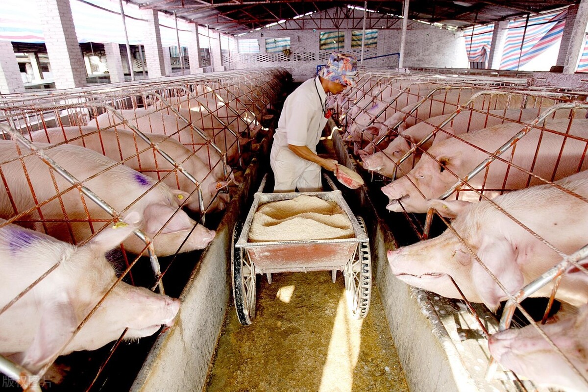 母猪便秘不吃食越来越瘦,怀孕母猪便秘不吃怎么办快速解决