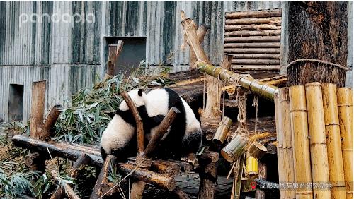 不能出去玩怎么办?滚滚表示在家也可以很快乐