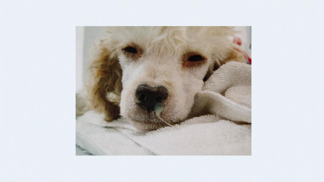 犬传染性支气管炎症状表现图片,牧羊犬有支气管炎怎么治