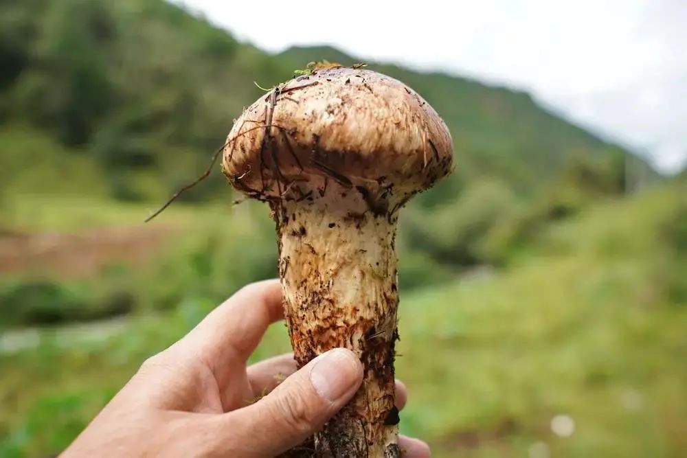 松茸最好吃的是哪种,松茸个头越大越好吗