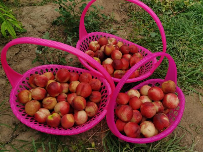 静海端午,静海夏季水果