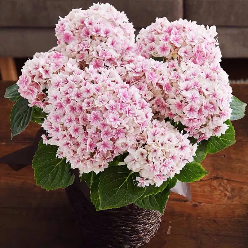 厨房杀虫去异味,自制万能杀虫水浇花杀菌