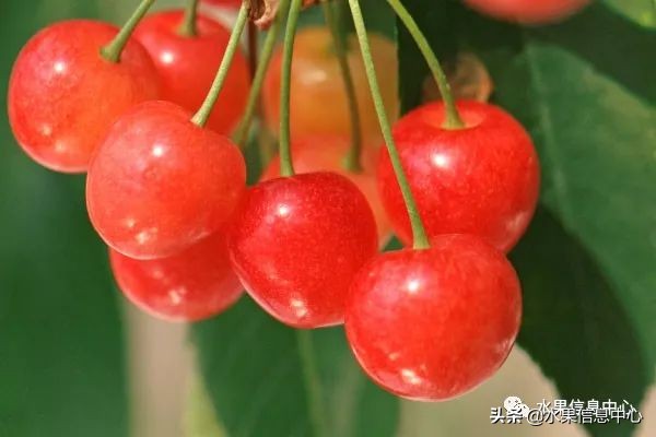 卖樱桃8块一斤十五块两斤的视频,一斤樱桃多少钱