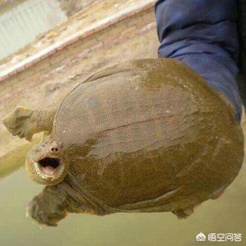 钓野生甲鱼的饵料,浙江专业钓野生甲鱼