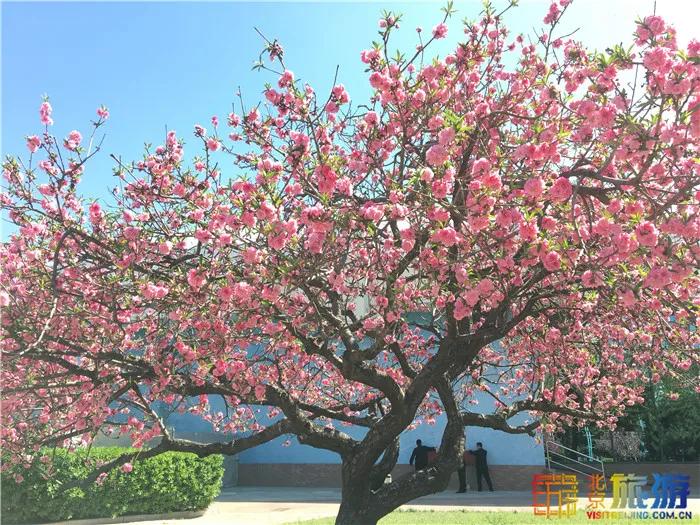 周末有风？别怕，来北京这里看花花草草和无数小可爱！猜到是哪里了吗？