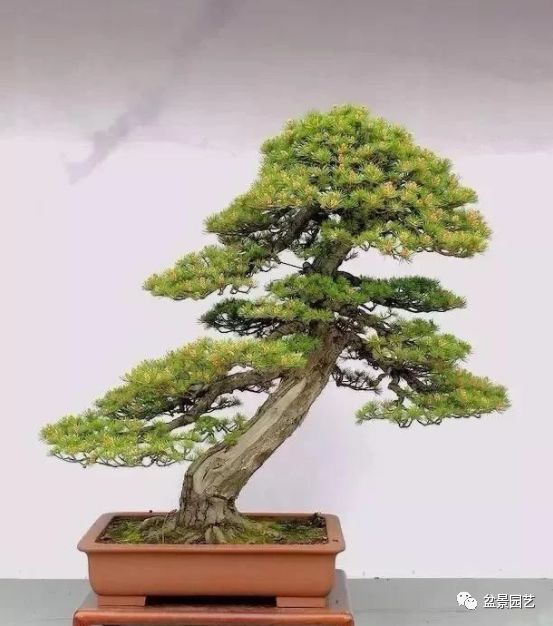 有哪些经典盆景树种,最值得收藏的六种盆景树种是哪些