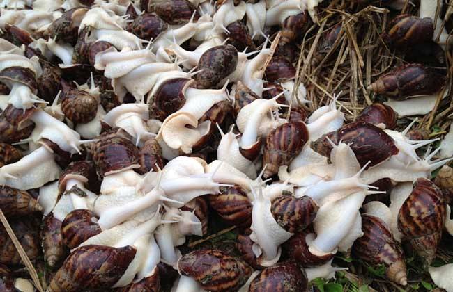 蜗牛养殖是假是真,蜗牛养殖能赚钱吗