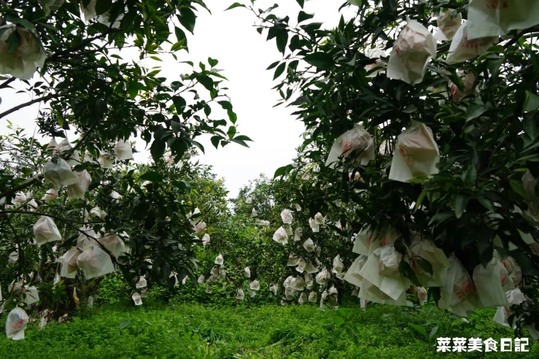 树上的草莓果冻,泰国水果树上结的果冻