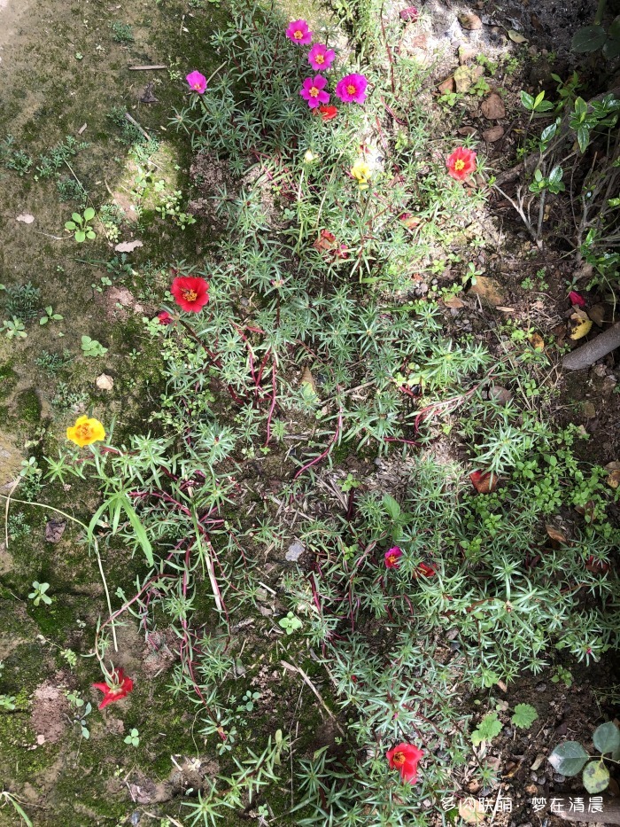 澶忚姳鏈夊摢浜涜姳,澶氳倝鏈夎姳鏈夋灉