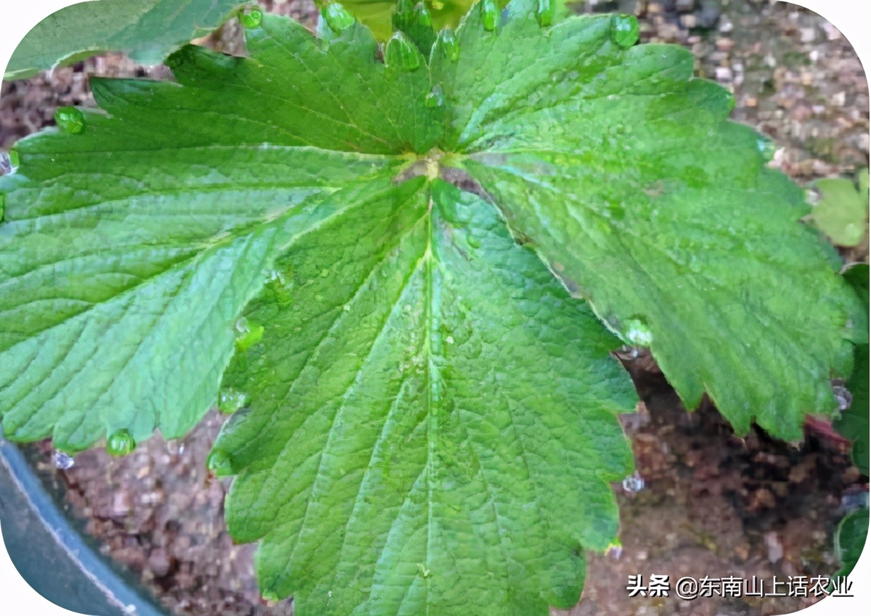 草莓苗生虫怎么办,草莓苗种下来怎么处理
