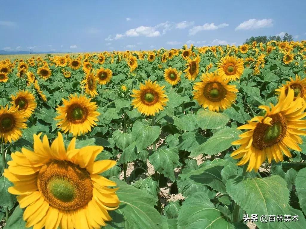开心果吃完的壳能做什么手工,开心果吃完剩下的壳可以做什么