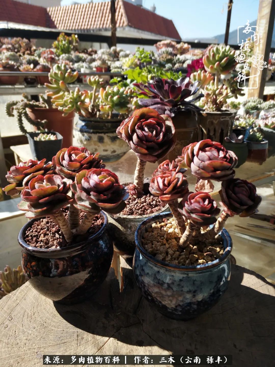结缘多肉，阳台这一亩三分地就是我的世外桃源