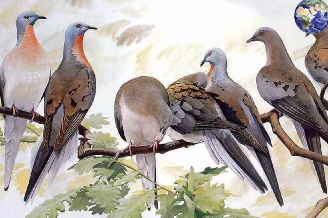 旅鸽在百年间灭绝的过程,旅鸽从遮天蔽日到灭绝