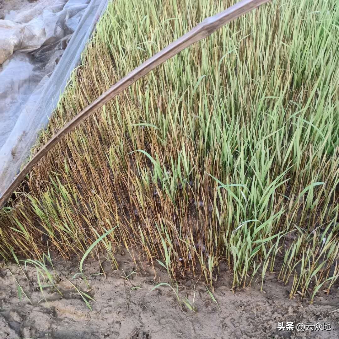 水稻死苗的防治方法,水稻旱育苗期怎么防止死苗