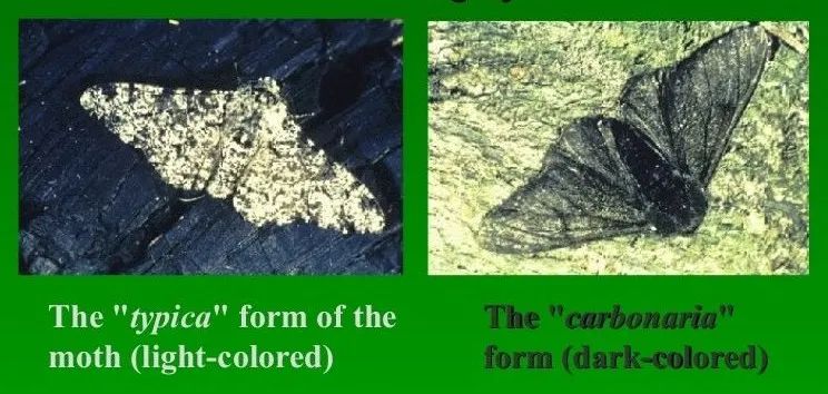 号召网友一起来玩“找茬游戏”，研究结果发了篇顶级论文