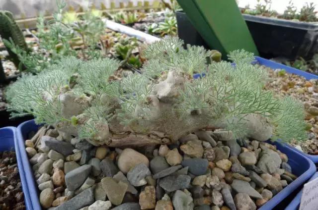 天价名贵药材,最贵的植物排行榜前十名