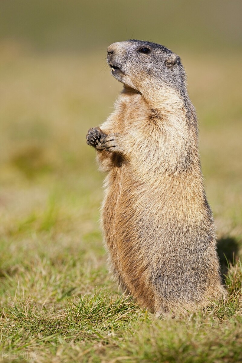 养土拨鼠会出现什么问题,土拨鼠可以养吗犯法吗