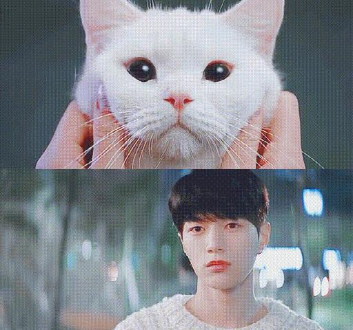 白猫“化身”*男美**子，与主人甜蜜同居，猫咪治愈剧《快过来》真甜