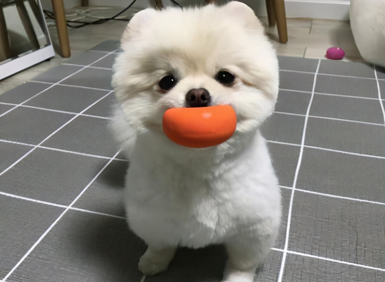 博美犬掉毛严重怎么办?如何改善博美掉毛厉害的烦恼?