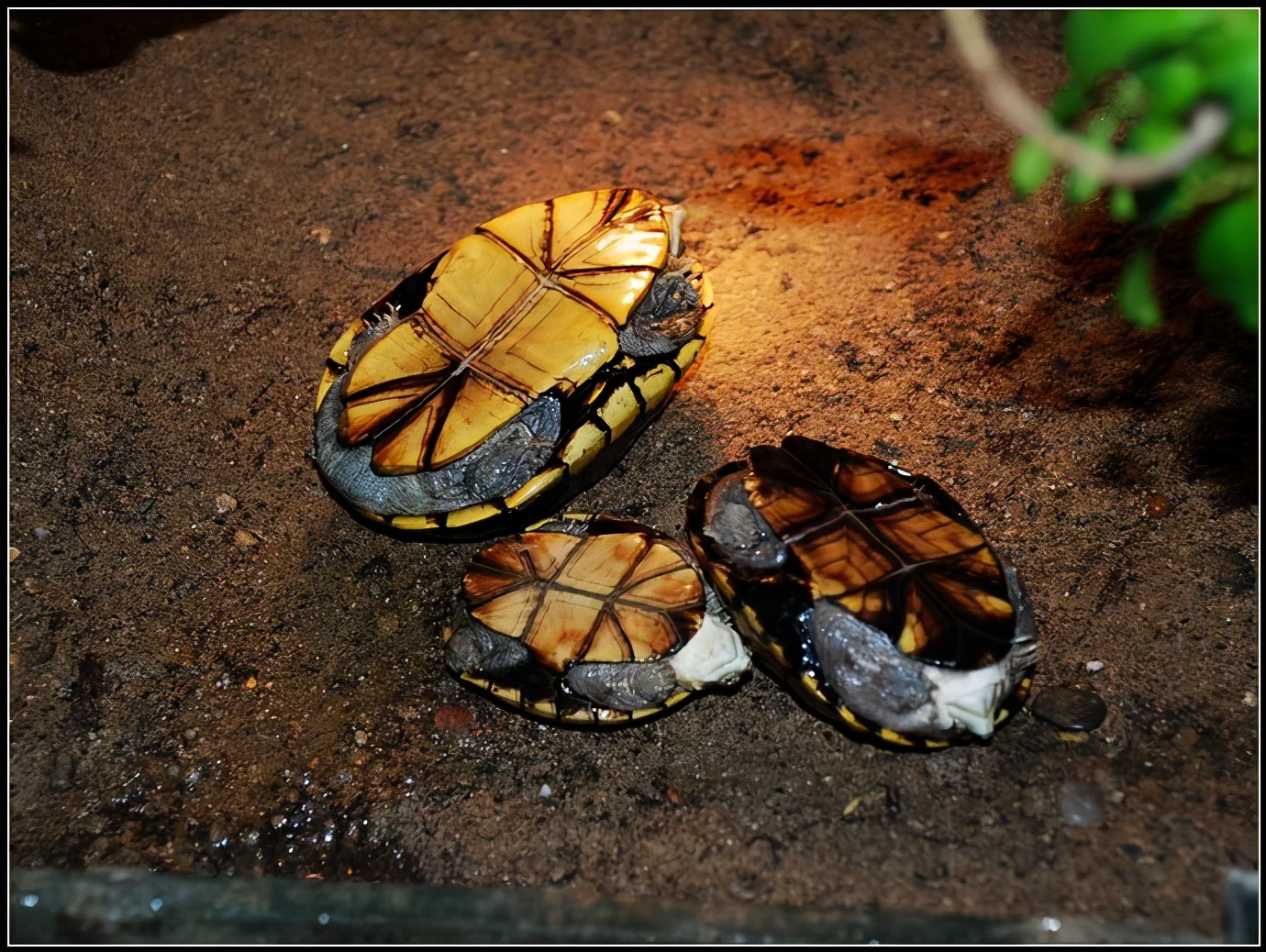 黄泽蛋龟照片,黄泽蛋龟母龟