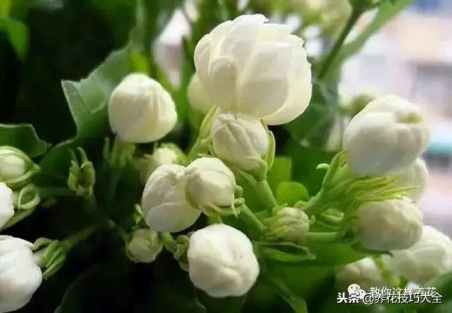 香味最好闻的十种花,一年四季都能闻到香味的四种花