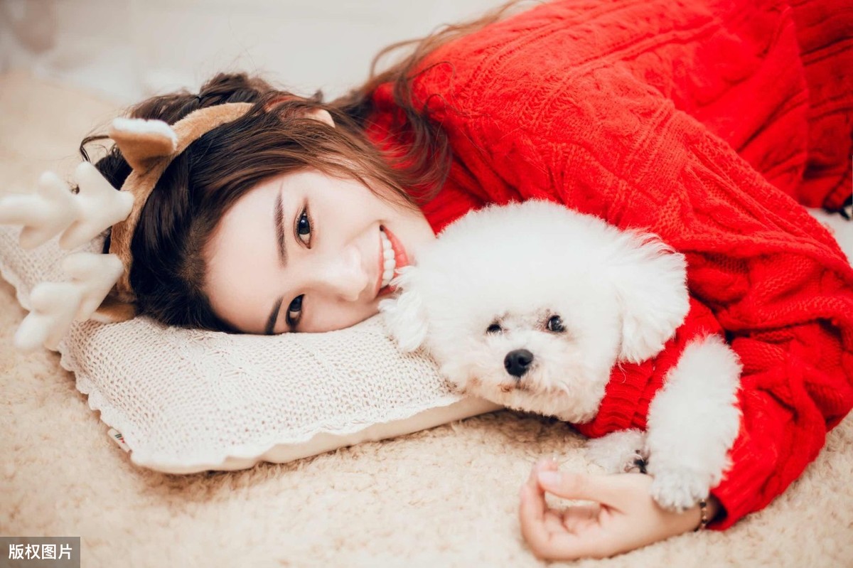 比熊犬好处,比熊犬为什么不建议新手养