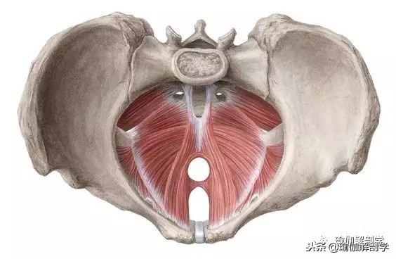 产后盆底肌修复和腹直肌修复区别 (产后修复盆底肌凯格尔运动30分钟)