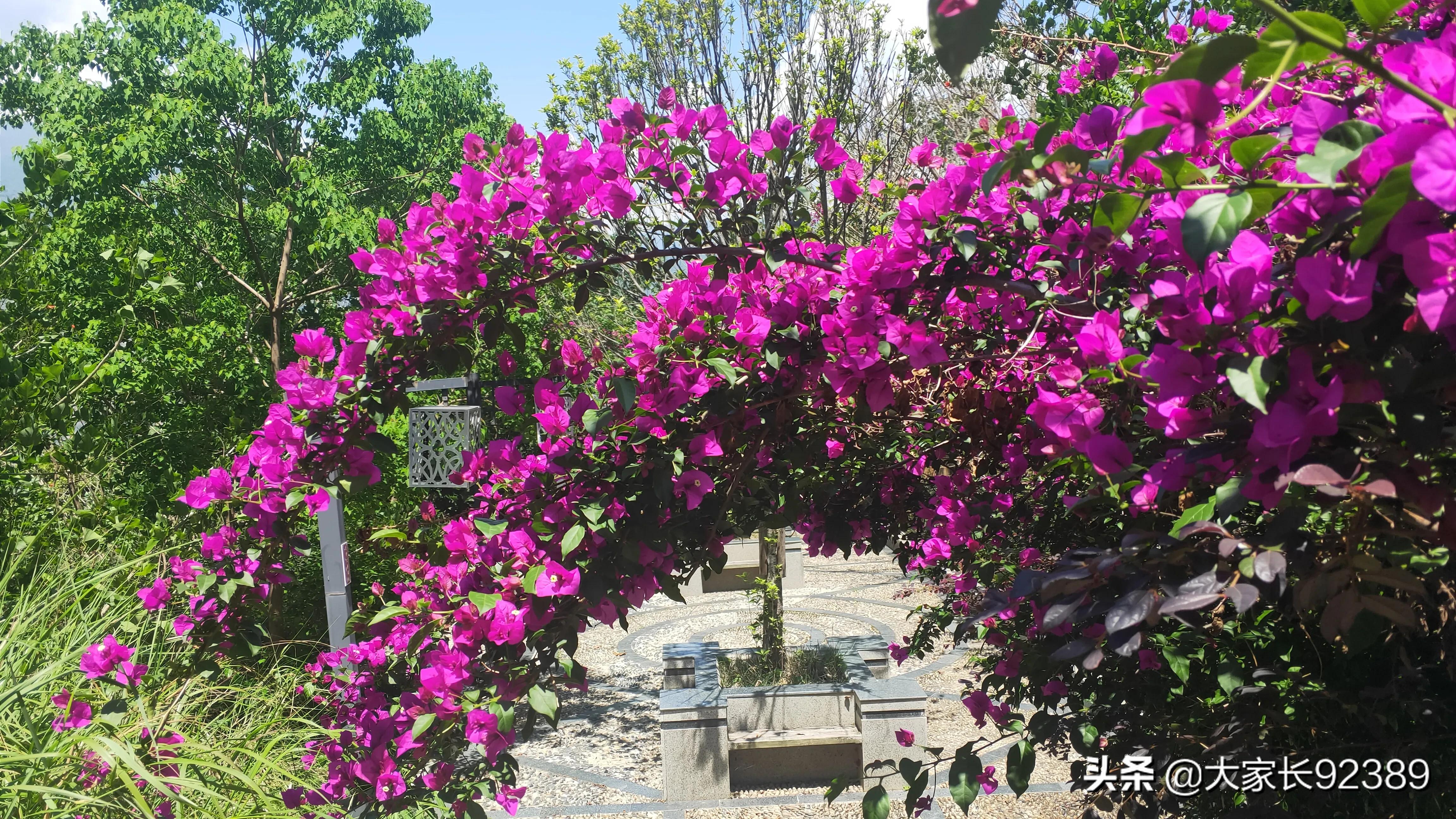 紫色的的英语,紫色的诗歌赏析