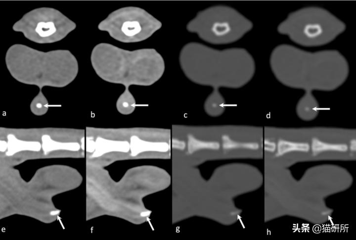 8个猫咪「性」的冷知识，务必背着主子看