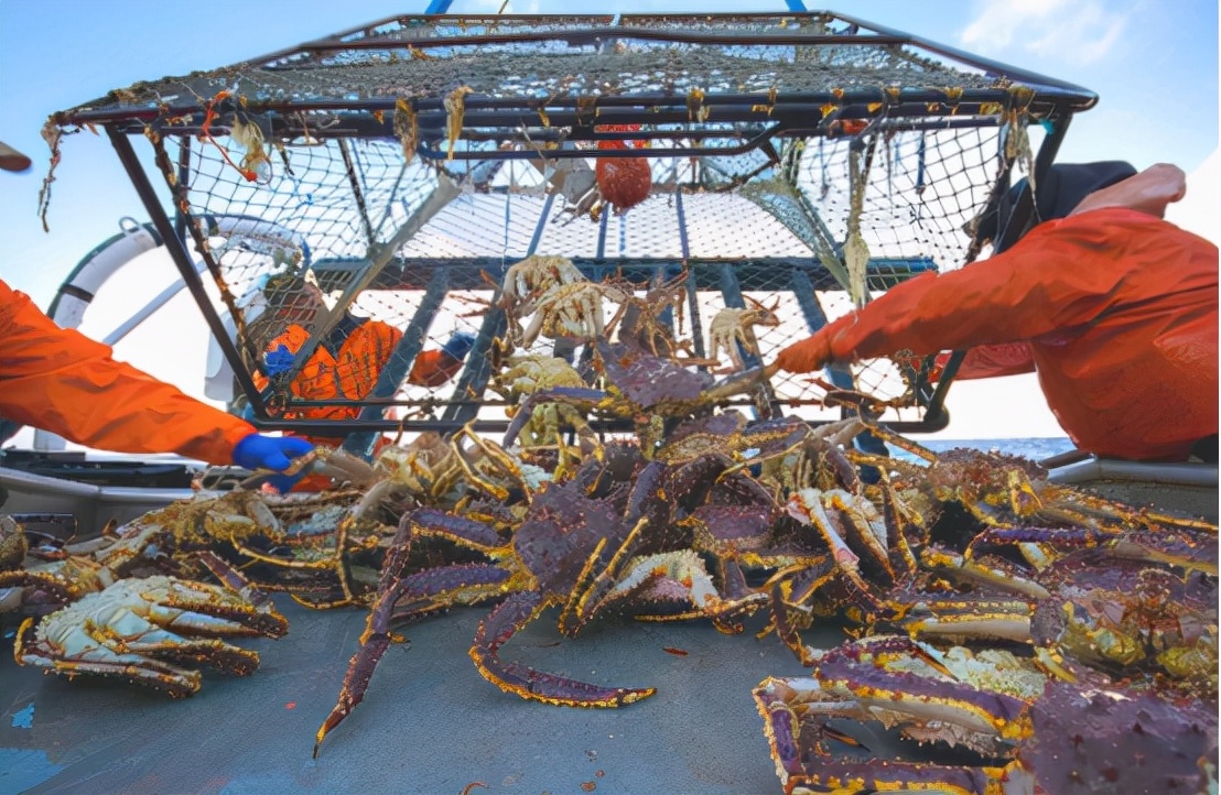 帝王蟹有蟹蛭还可以吃吗,网购帝王蟹上现大量活虫商家