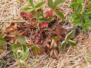 草莓苗期枯萎病如何治疗,草莓枯萎病的症状施什么肥