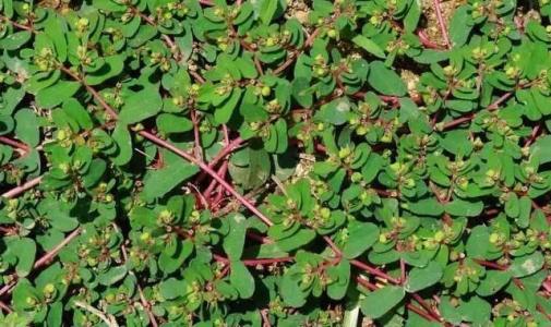 农村一草被称“血见愁”，农民用来养鸡，却是妇科要药，可治血崩