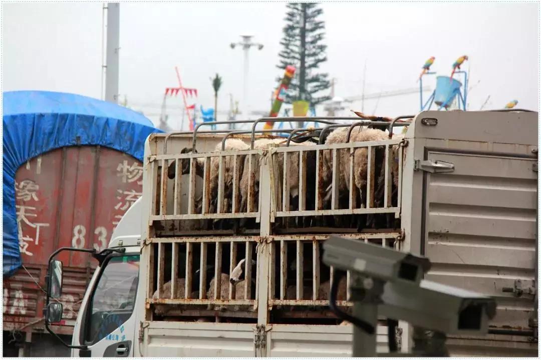 暴雨吊桥救人,暴雨救援桥