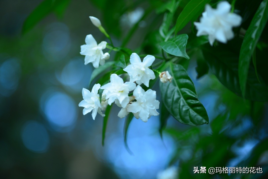 花园里四季常青的树,花园里四季都绿的植物