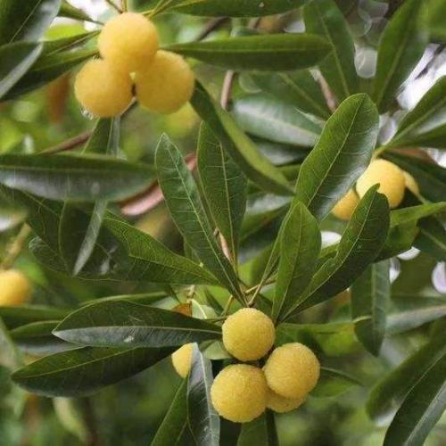 喜欢吃杨梅的朋友看过来!湖州摘杨梅攻略请查收