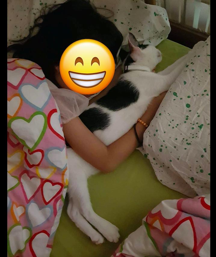 猫踩到了粘鼠板,猫踩到粘鼠板死了