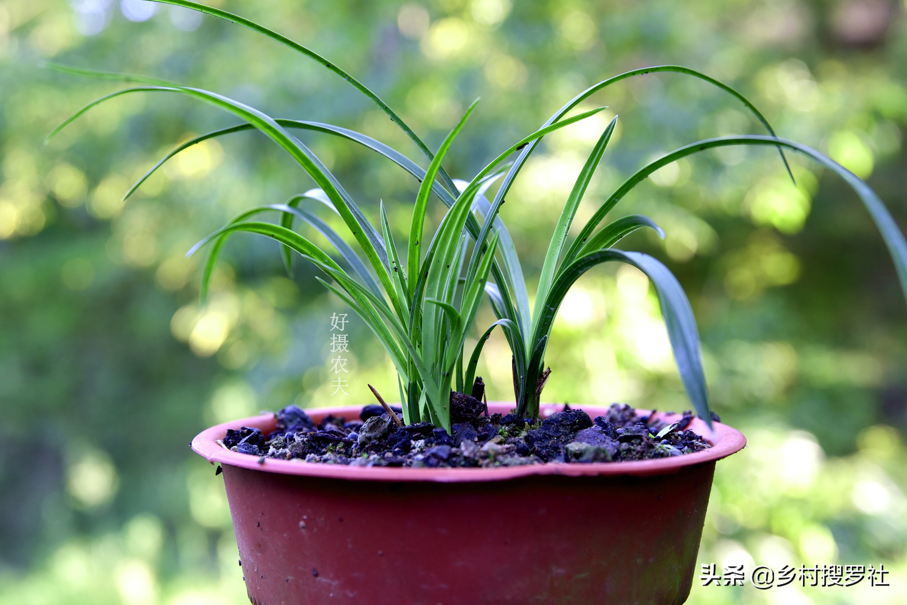 兰花叶片泛黄,如何处理?不必施肥,只需几块钱就可以