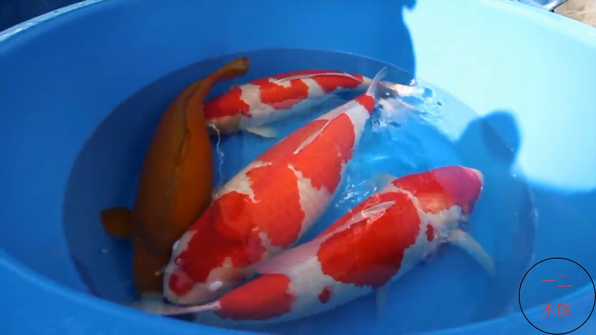 可以和金鱼混养的冷水鱼,热带鱼和金鱼混养会有什么后果