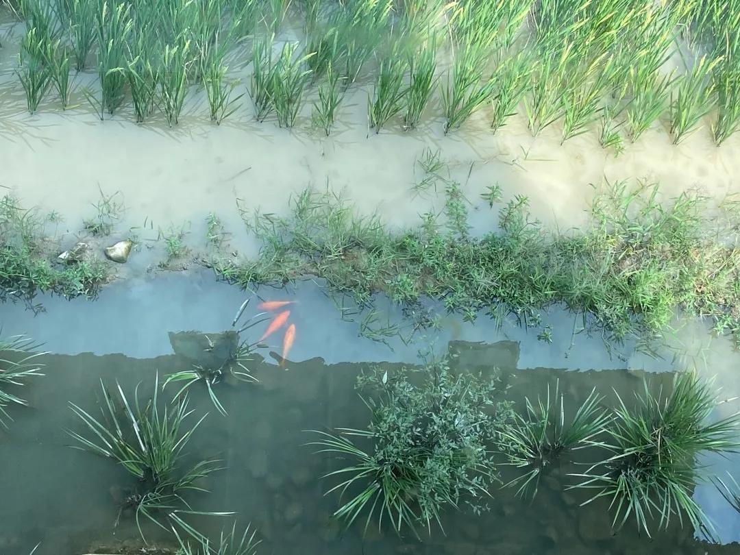 cctv村里来了个农业特派员,村里的联络员