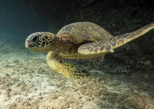 海洋千年古巨龟,世界上真正的千年海龟