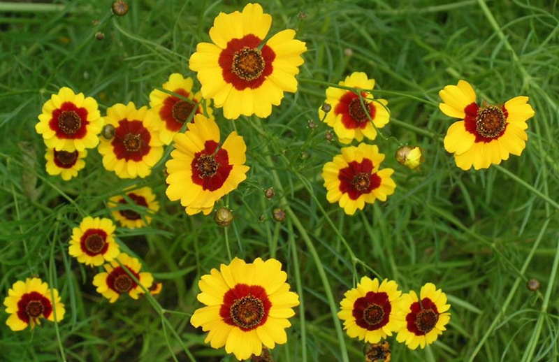 昆仑雪菊是茶吗,正宗昆仑山雪菊