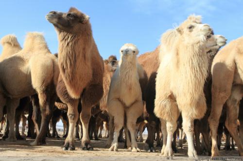 内蒙古阿拉善散养双峰驼,双峰驼是最罕见的动物