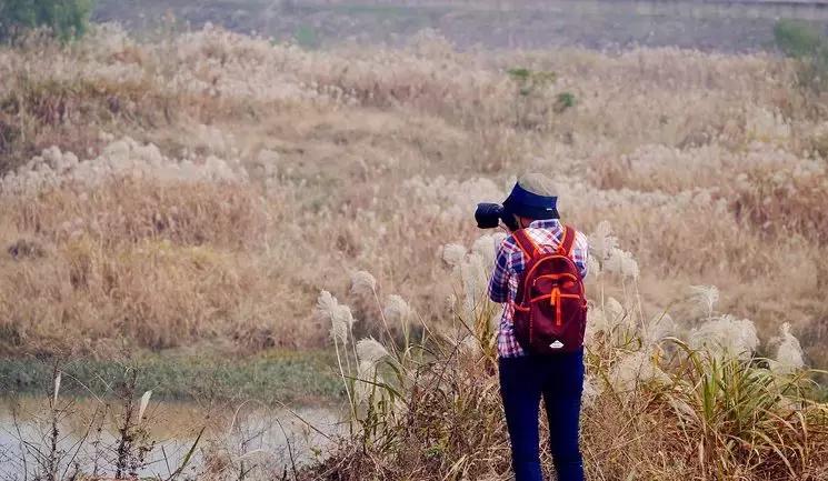 最美银杏秋景自驾攻略,杭州银杏树旅游攻略