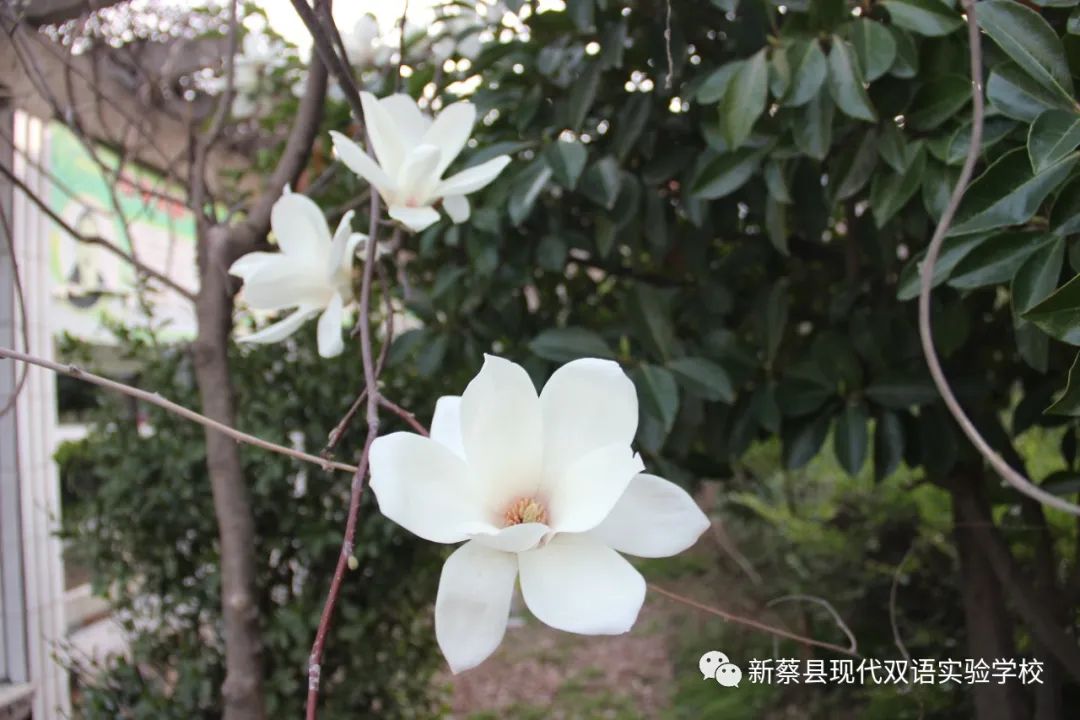 新蔡现代双语实验学校,新蔡县现代双语实验学校老照片