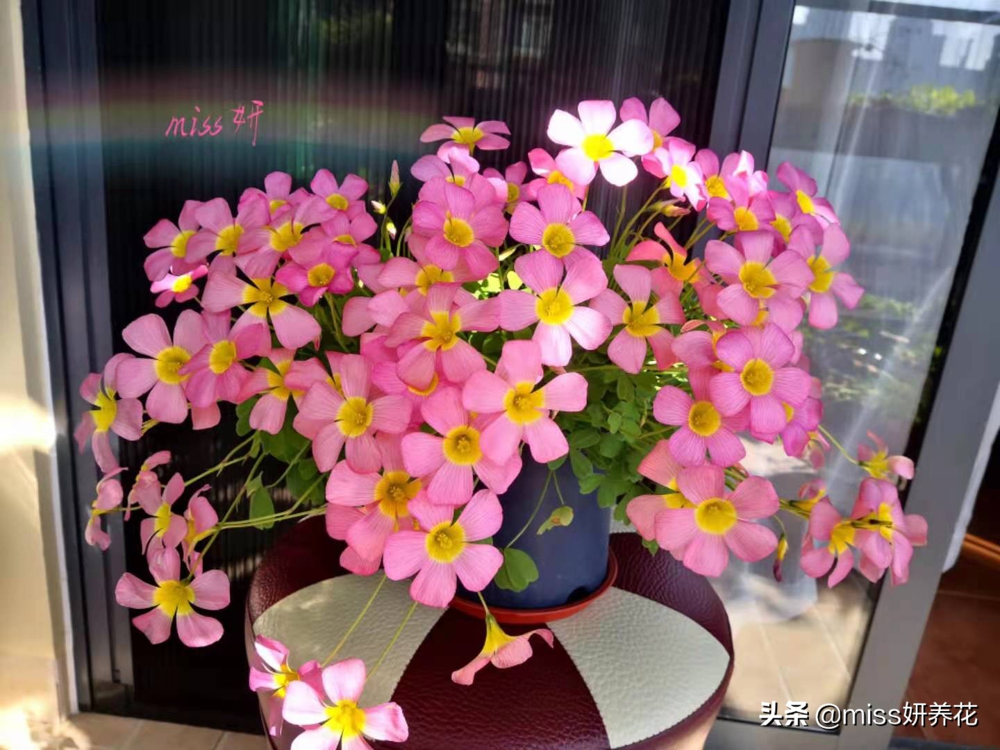 酢浆草种球品种图鉴大全,酢浆草种球品种图鉴