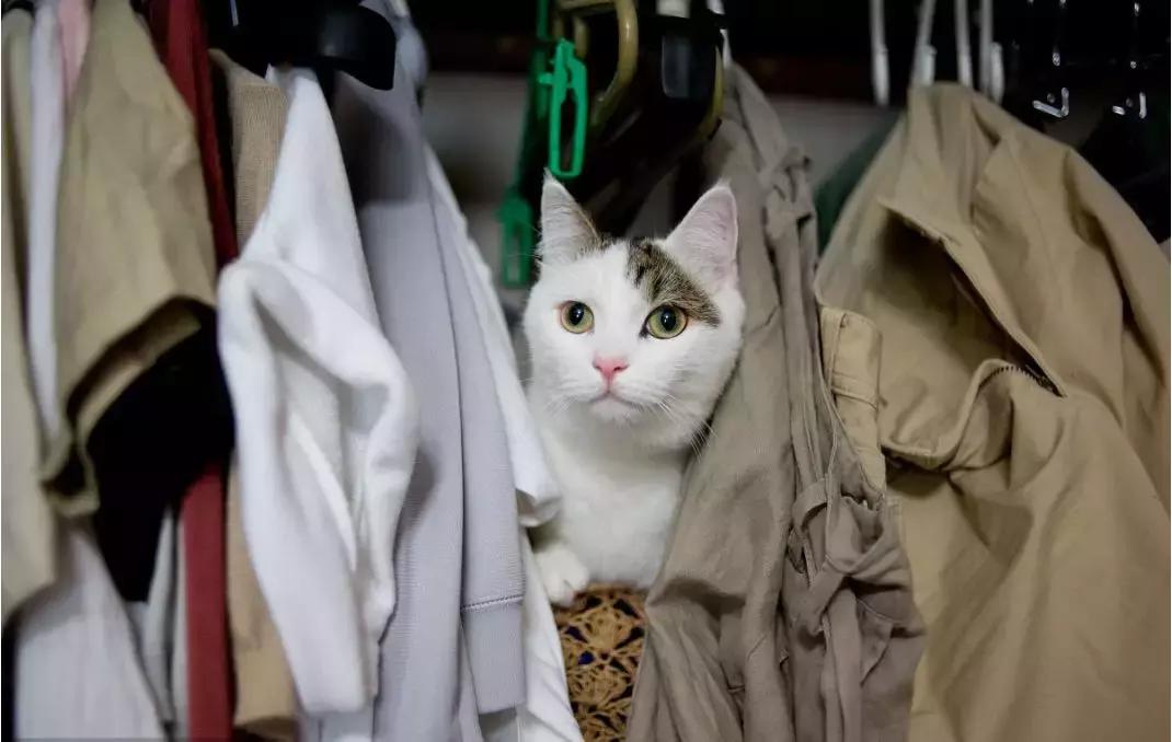 行走的蒲公英猫咪照片,行走的蒲公英猫品种